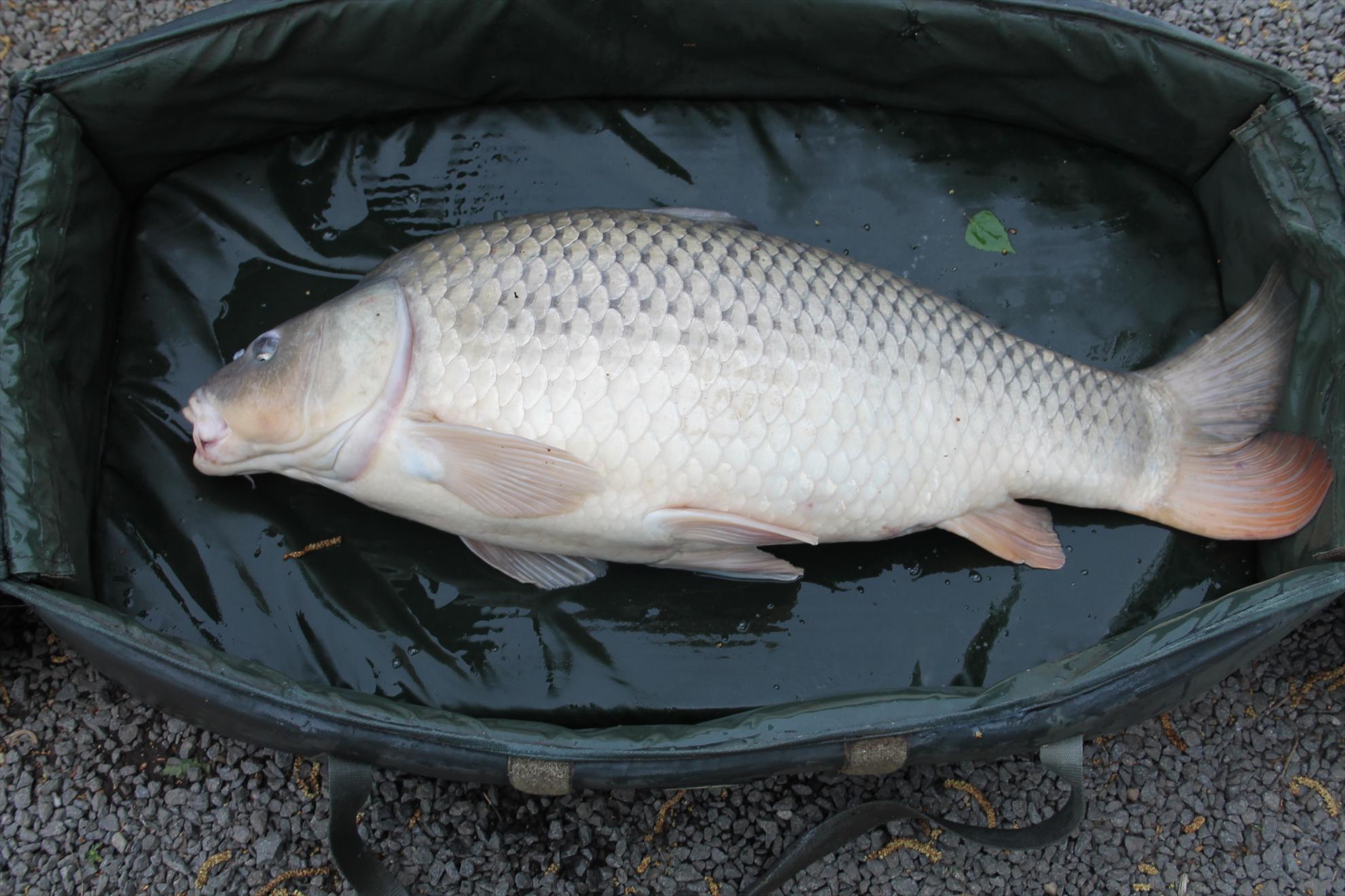 My new passion...3 - nagykallo-aprilie2013-565.JPG